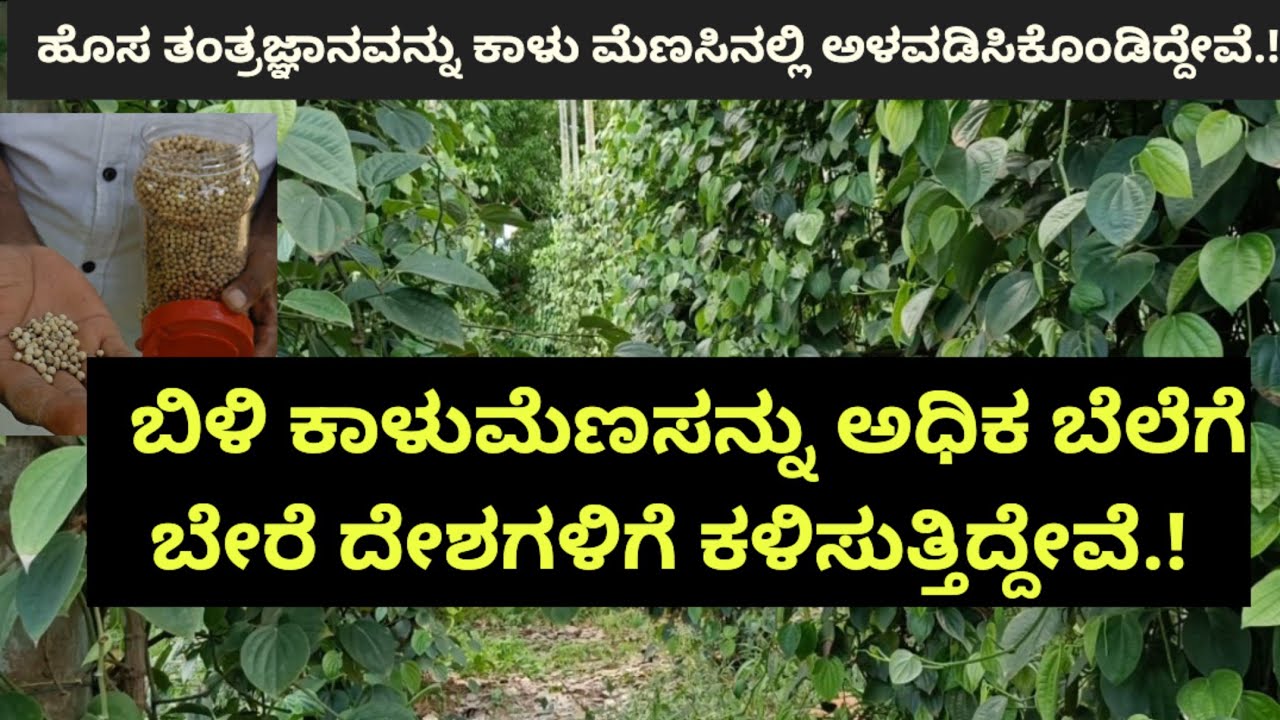 ಬಿಳಿ ಕಾಳುಮೆಣಸು ಬೆಳೆದ ರೈತ.!ಬಿಳಿ ಕಾಳುಮೆಣಸನ್ನು ಅಧಿಕ ಬೆಲೆಗೆ ಬೇರೆ ದೇಶಗಳಿಗೆ ಕಳಿಸುತ್ತಿದ್ದೇವೆ.!