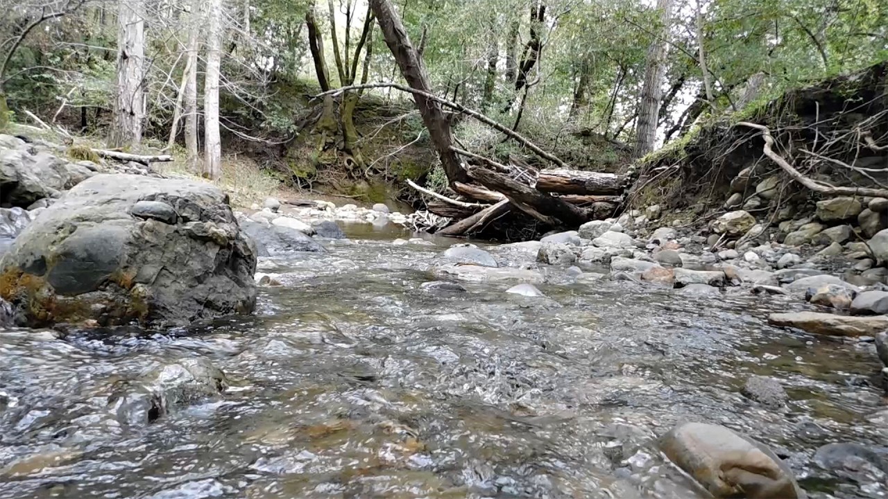 Nature Scenes From Damiani Creek 9