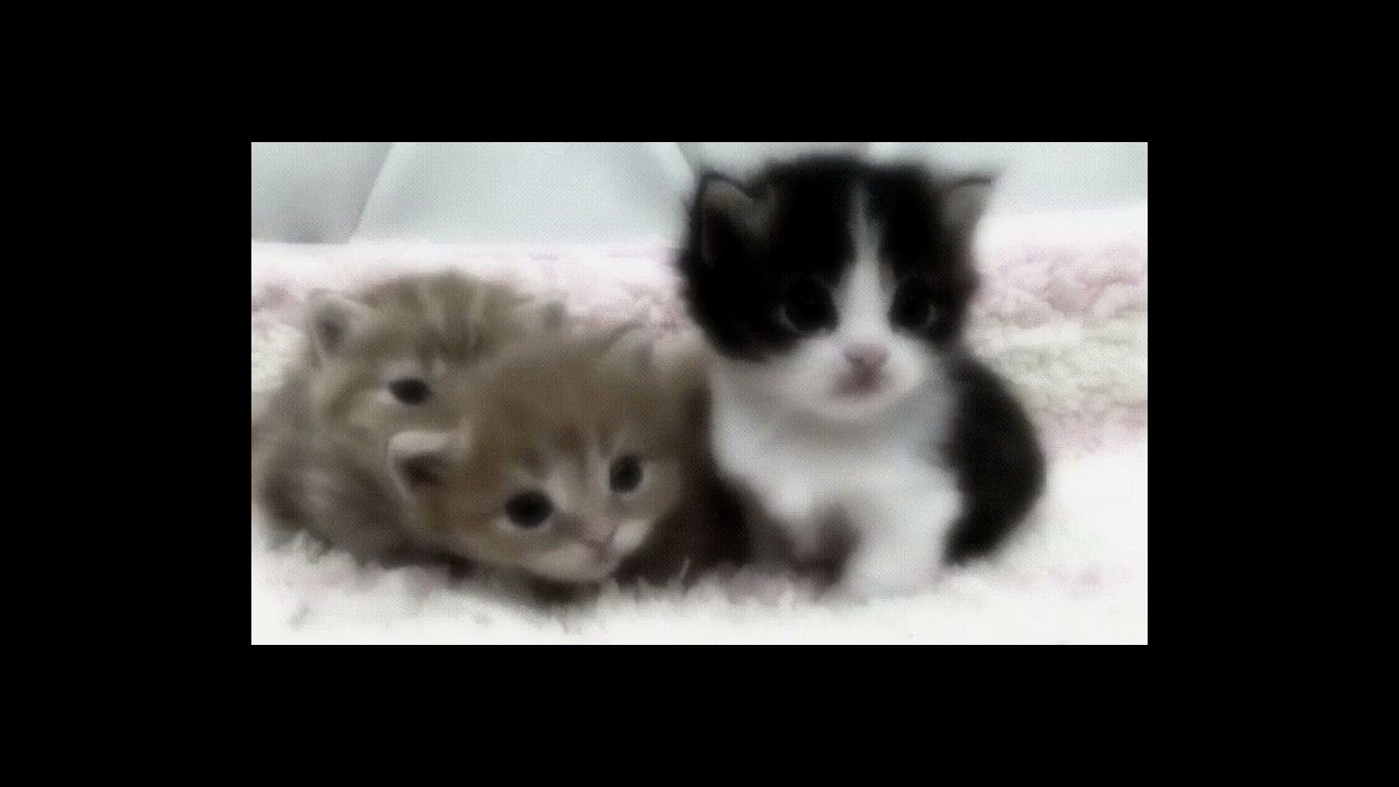 LVL1 FVN - (sped up/nightcore)