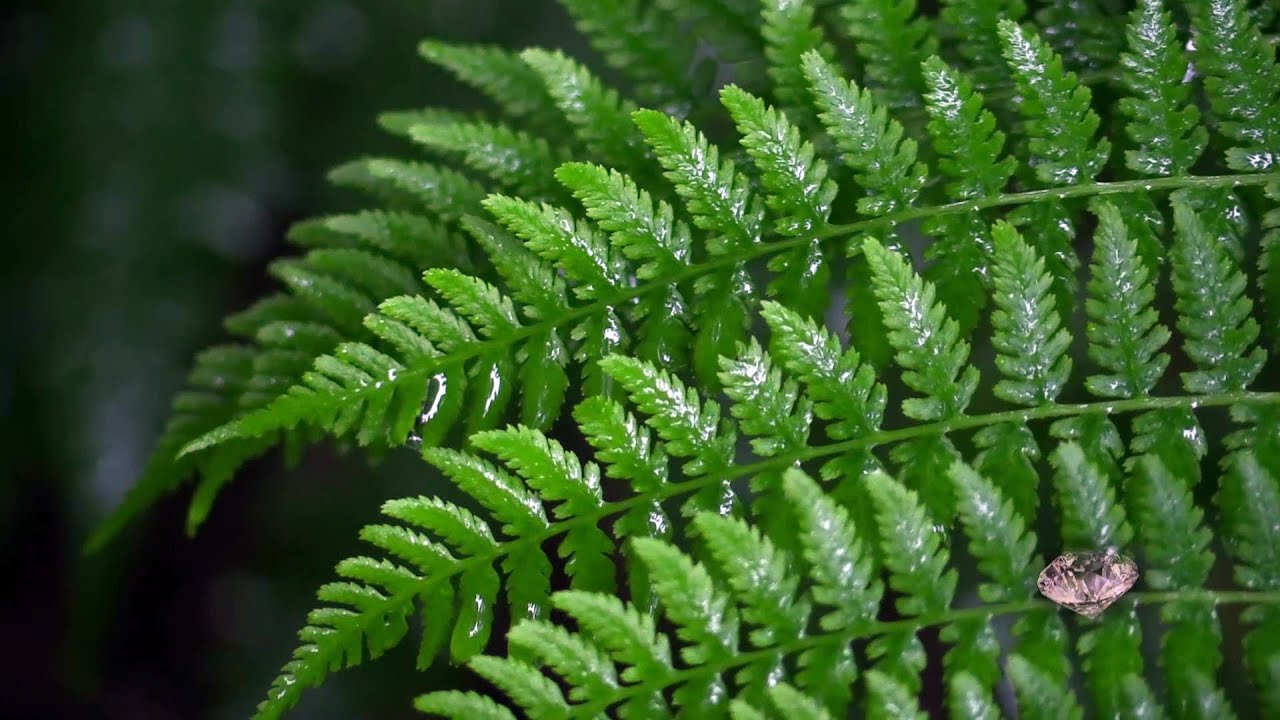 Rainy June In My Garden 1080p HD