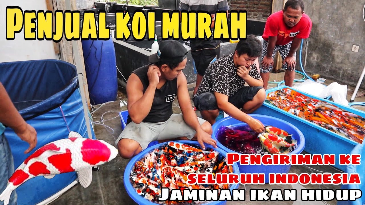 Ikan koi murah berkualitas - penjual koi anyaran melayani partai dan eceran dengan harga terjangkau