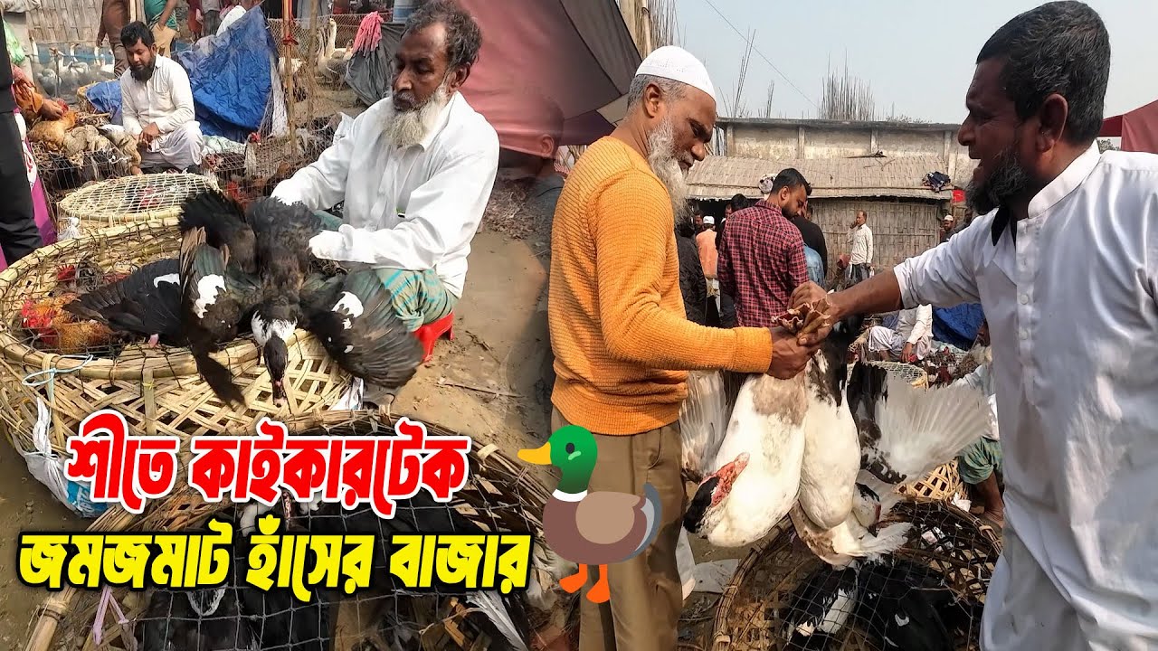 🎉 এই শীতে হাঁসে হাটে রেকর্ড ভিড়, কাইকারটেকে চলছে ধুম বেচাকেনা | 11/01/2026 | Kaikertek Hat 2026