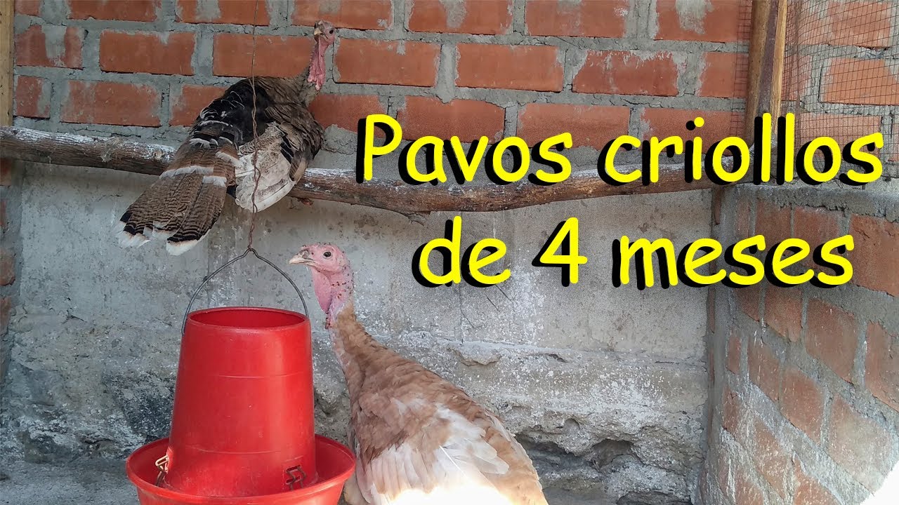 PAVOS CRIOLLOS DE 4 MESES *aves de corral