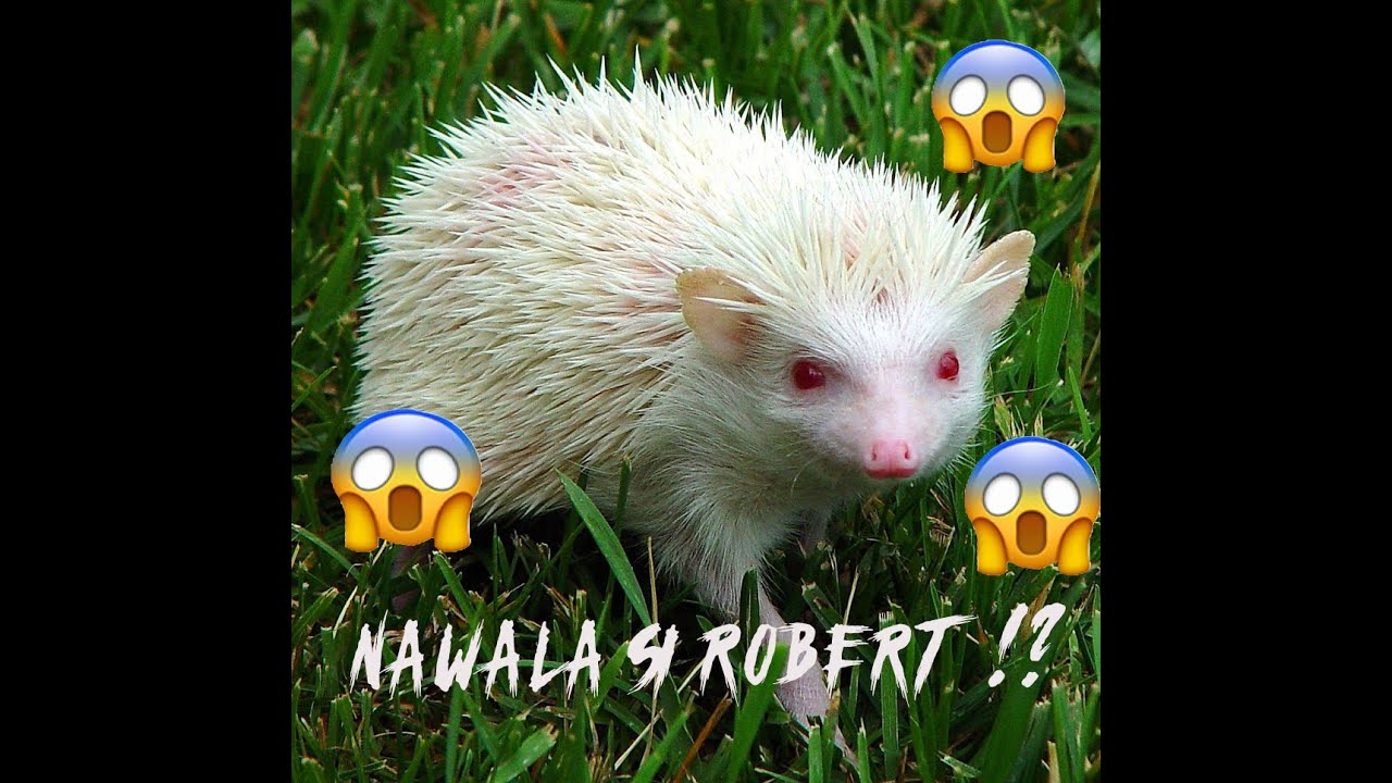 NAWAWALA SI ROBERT?! | FT. SKYLER & CURRY| BACKYARDVLOG # 2