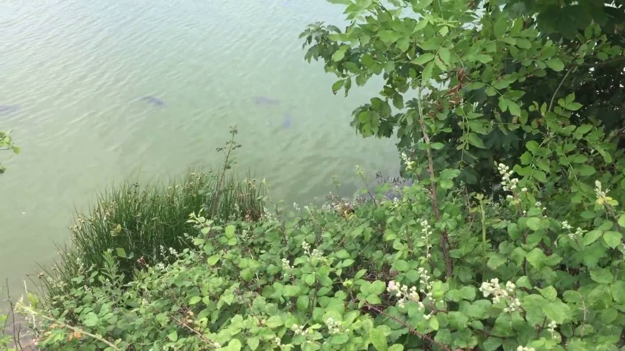 Stonar lake basking carp summer 2016