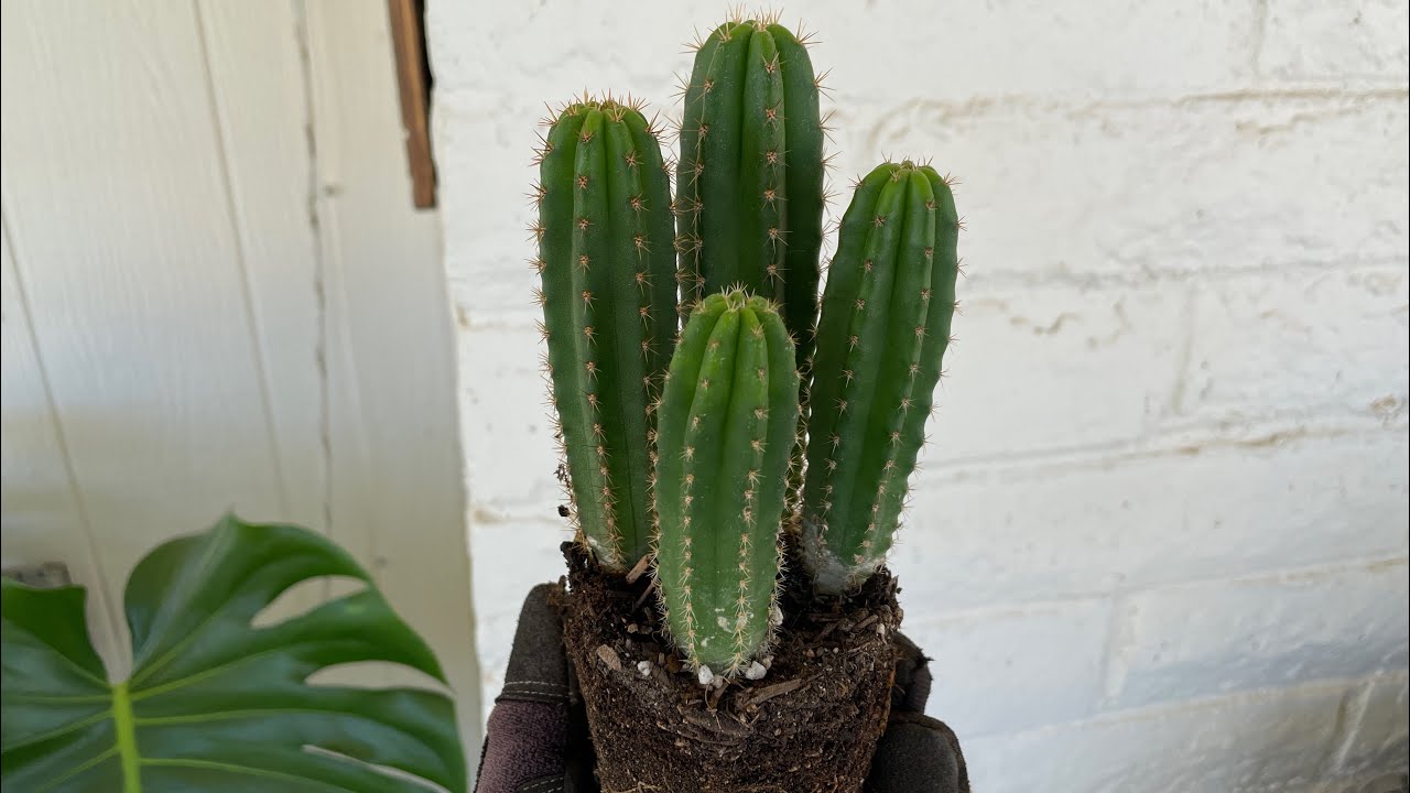 How to Grow San Pedro Seedlings