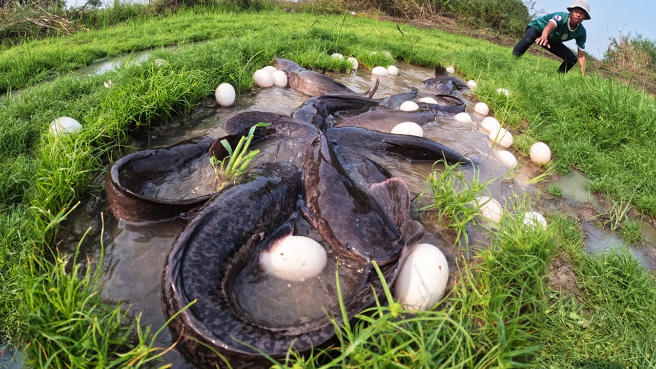 Best Hand Fishing - Fisherman catch fish and pick a lot of eggs in rice field after rain by hand