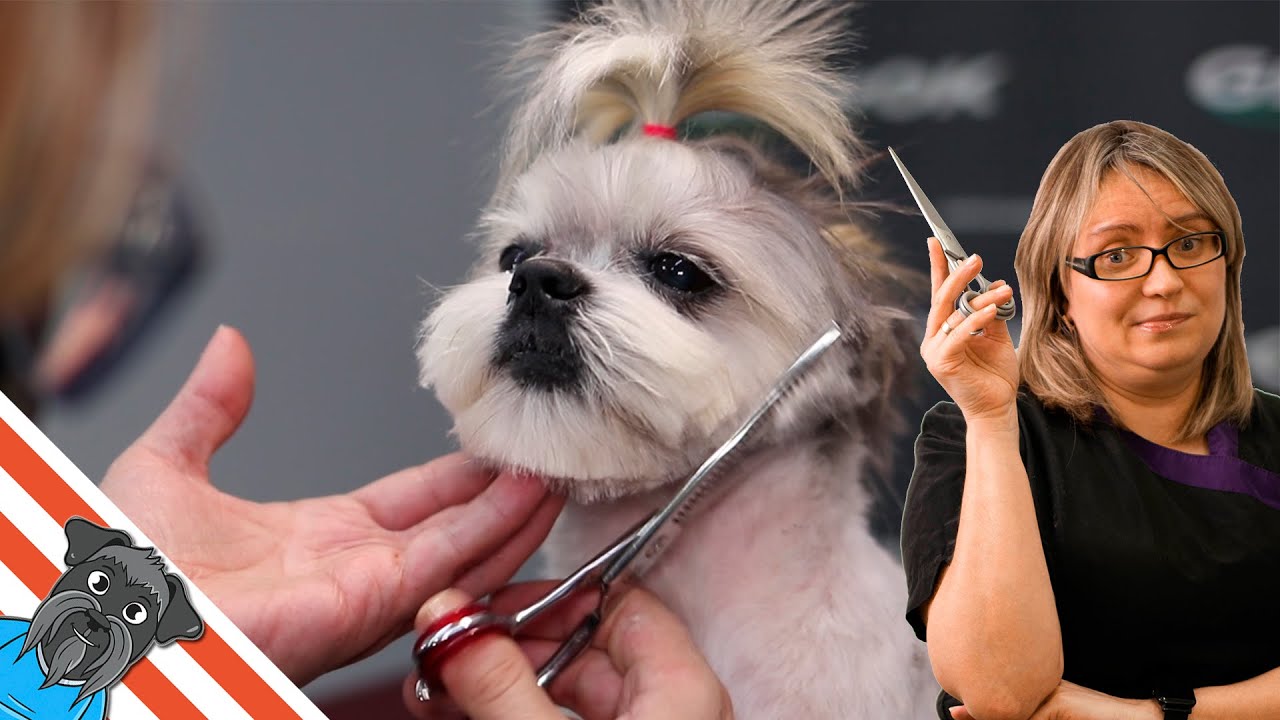 Shih Tzu dog | Full Grooming Shih Tzu Head