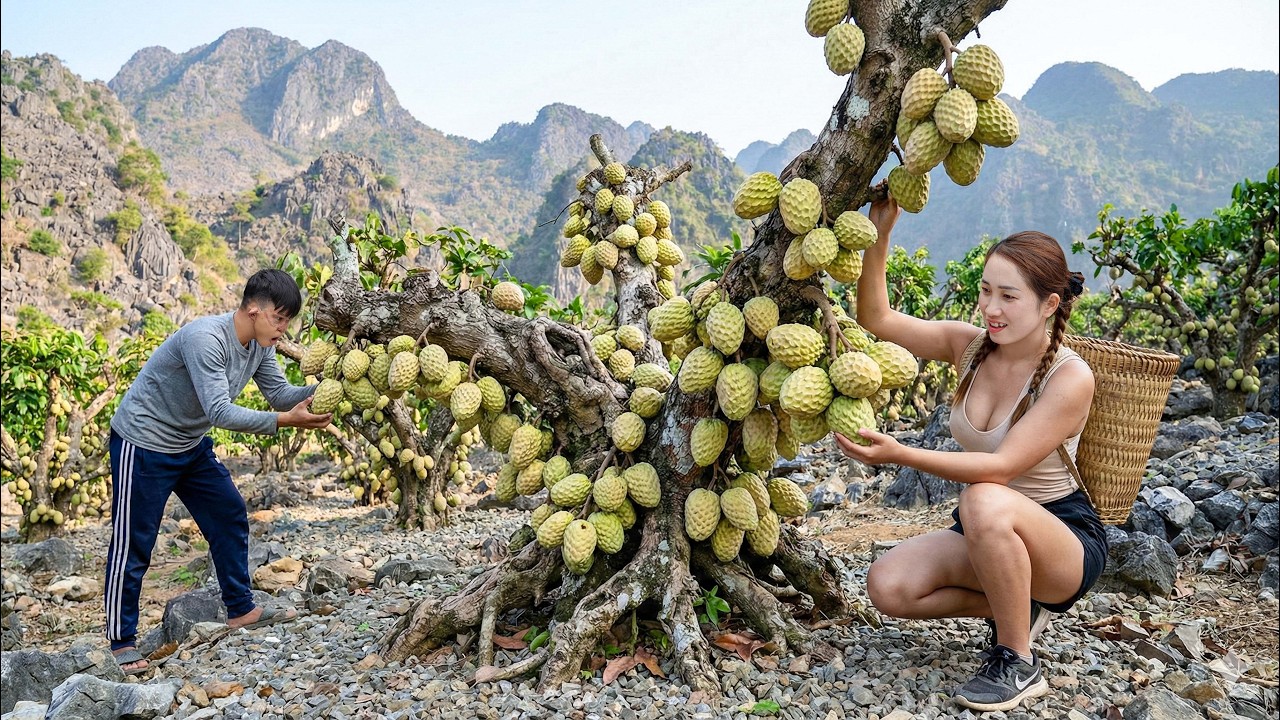 Harvesting Giant Mutant Custard Apples on Denali Mountains | Curious Market Crowd Buys Out Instantly