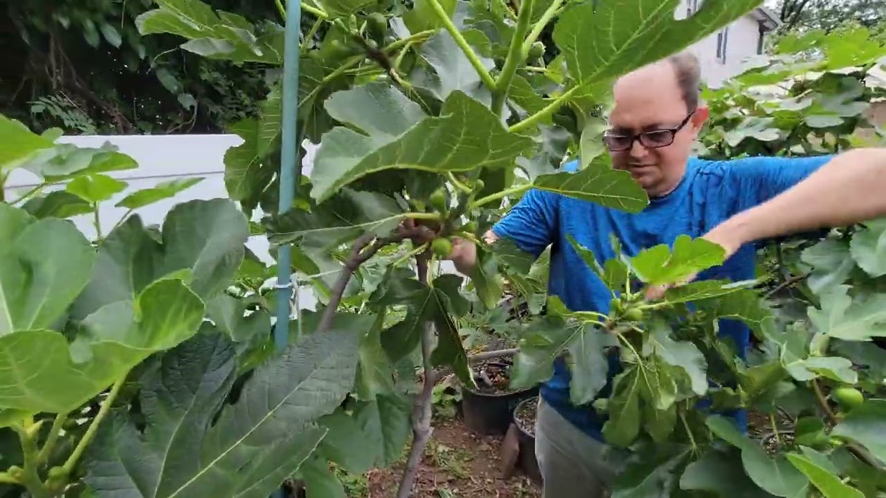 Carlos Rivera's main crop figs July 2nd 2023 #figs