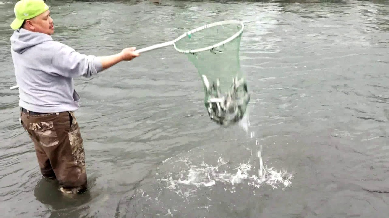 🐠🐠Dip net hooligan fish🐠🐋🐟. Yawm ntseg hooligan🐠🐋 nyob Alaska .