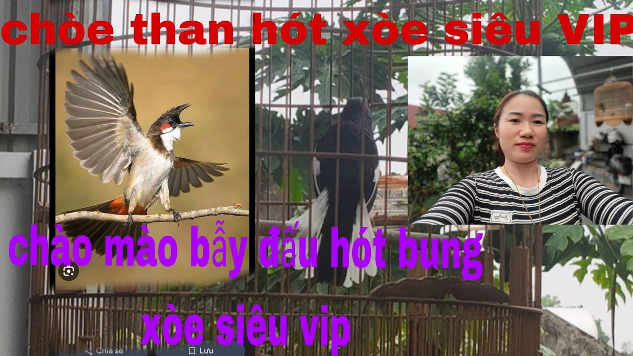 Chòe than siêu VIP hót xòe cực mê! chào mào bẫy đấu hót cực hay! mời AE chốt!