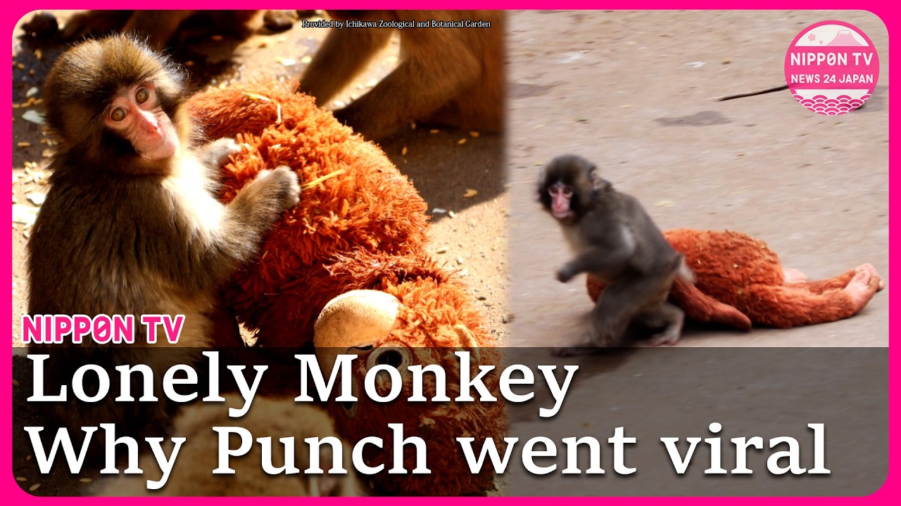Why a monkey in Japan went viral: Lonely monkey Punch with a stuffed animal(Onaired in Feb)