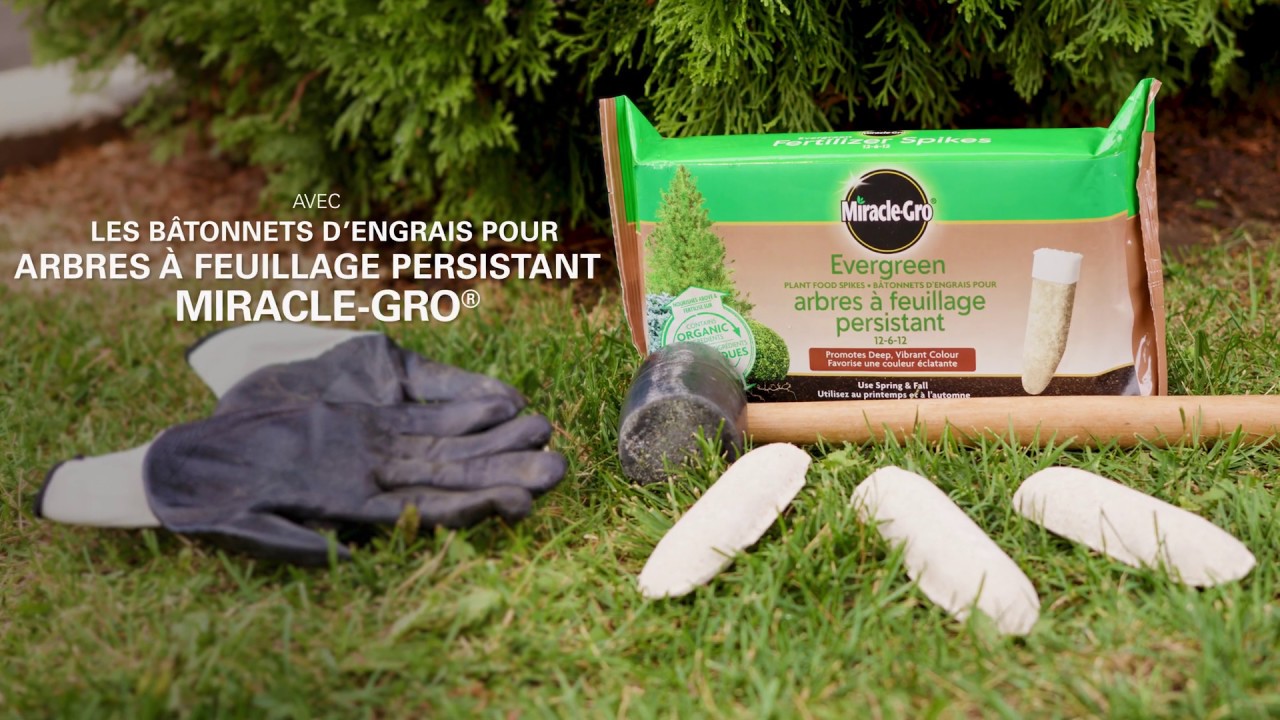Bâtonnets d'engrais pour arbres à feuillage persistant Miracle-Gro®