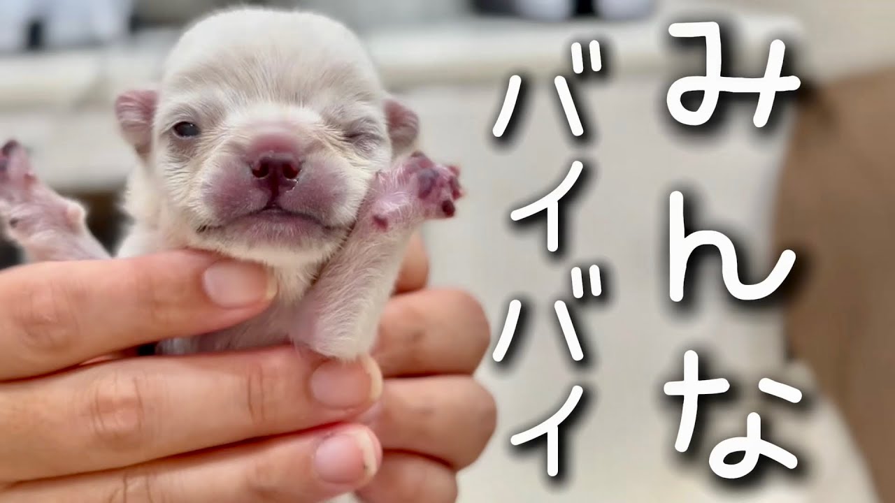 最後に見たかったのはママの顔でした。みんなありがとうバイバイ。