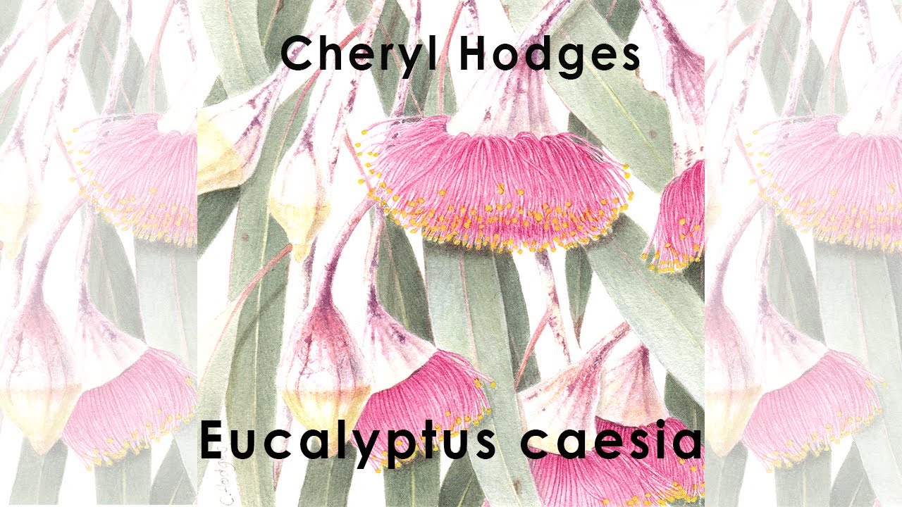 Eucalyptus caesia