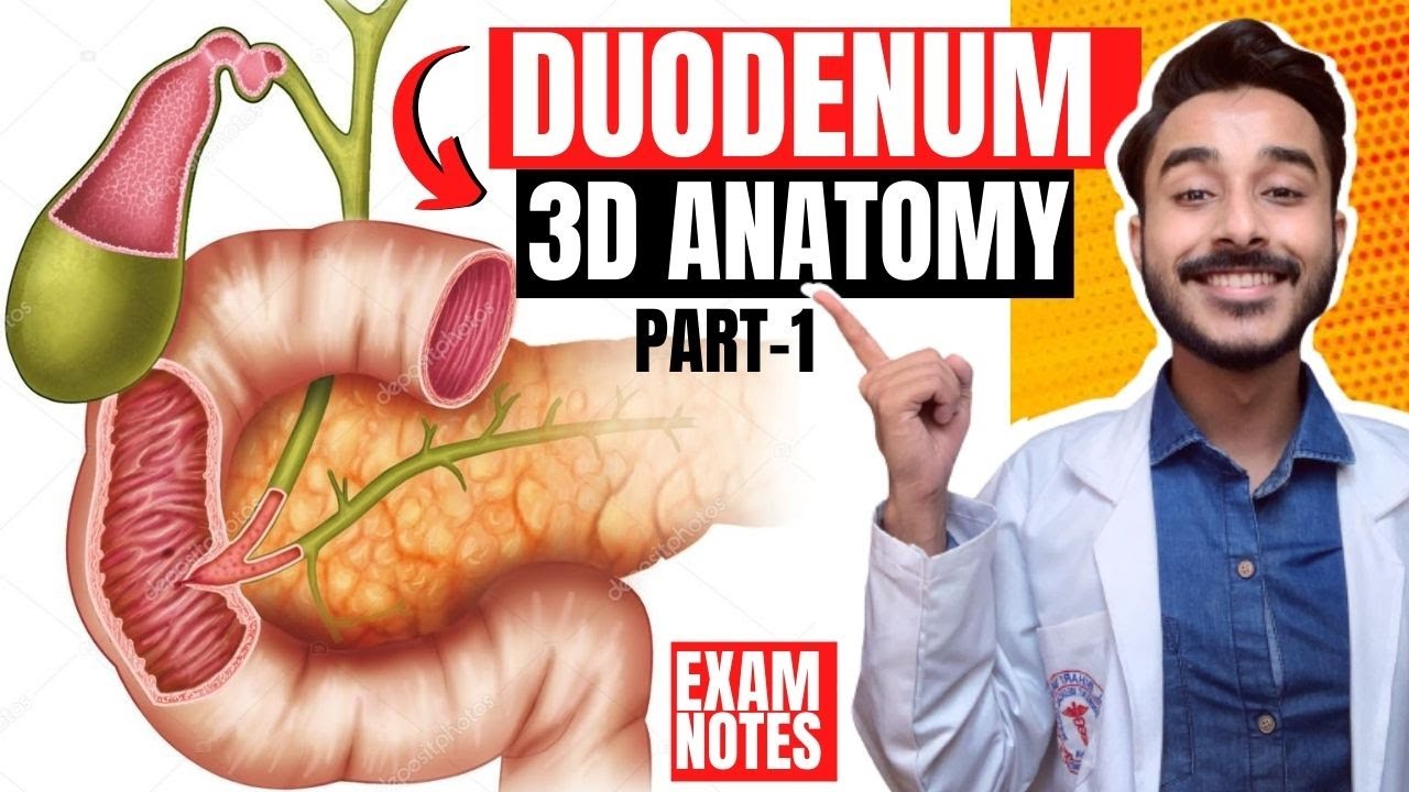 Duodenum Anatomy 3D | relations of duodenum anatomy | parts of duodenum anatomy relations