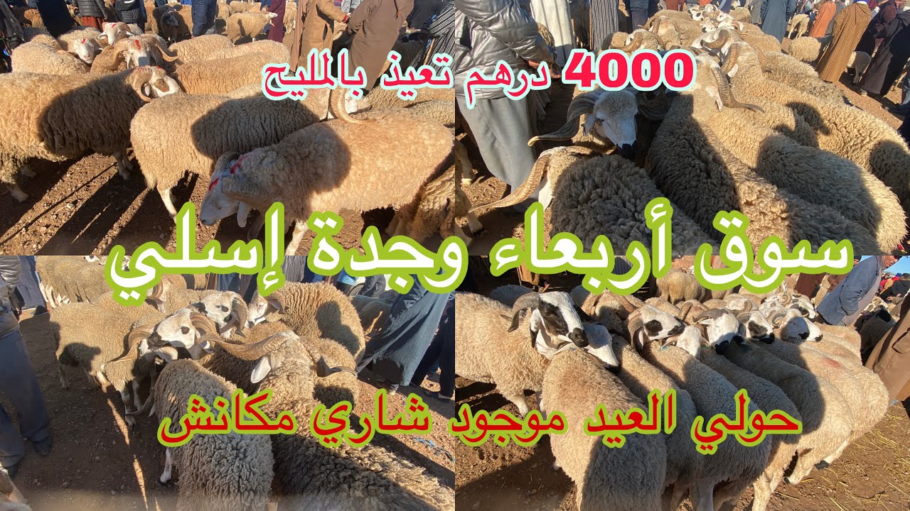 سوق الأربعاء وجدة إسلي 15/4/2026 حولي العيد كين شاري مكانش 4000 درهم عيد مليح