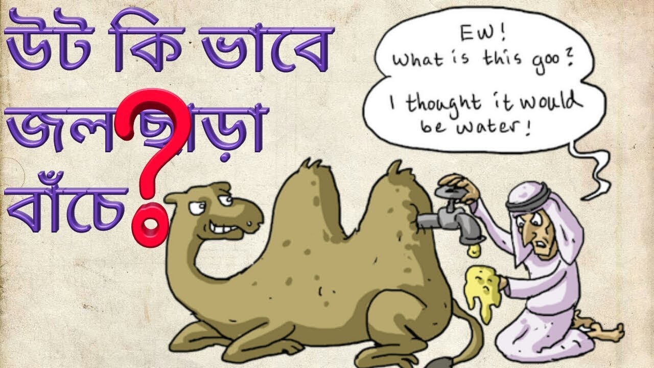 how can camels survive without water..  in bengali