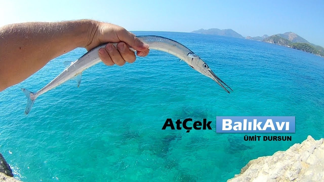 Kalamar ve Zargana. Fethiye Atçek Balık Avına Devam. Kalamar Süpriz oldu.