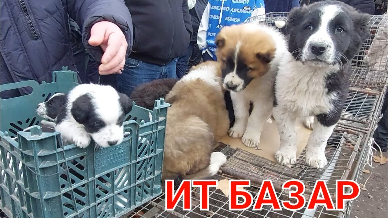 Шымкент ит базары 08.01.23ж.