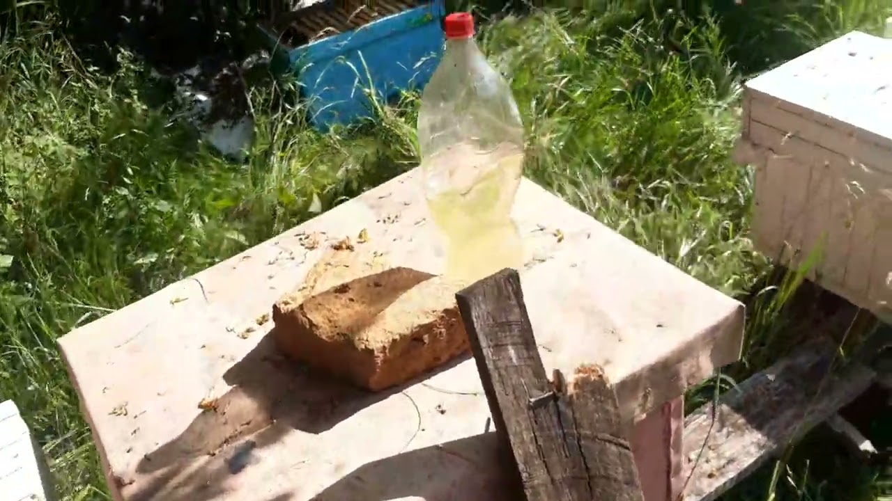 Albine,  roiul frumos  !!! 9.06.2022