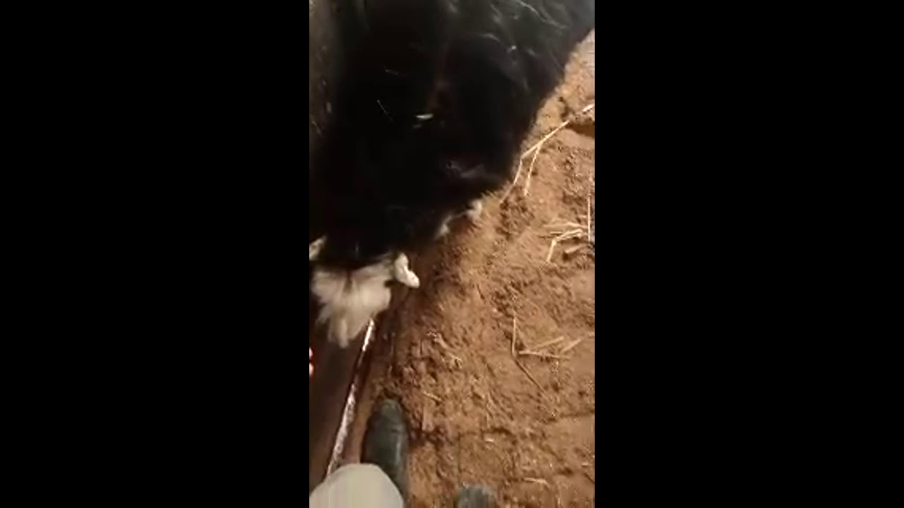 Sefa Tekin kanalı canlı yayında
