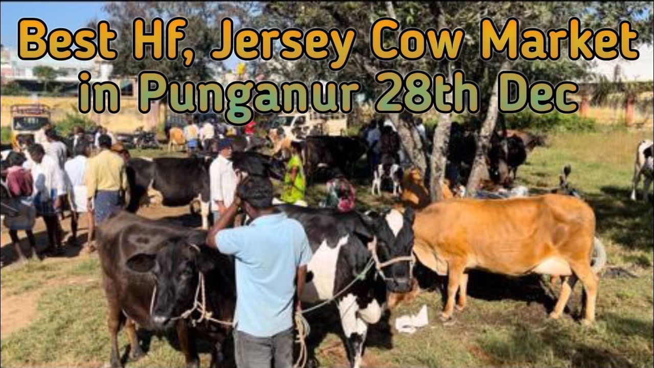 Best Hf, Jersey Cow Market in Punganur 28th December