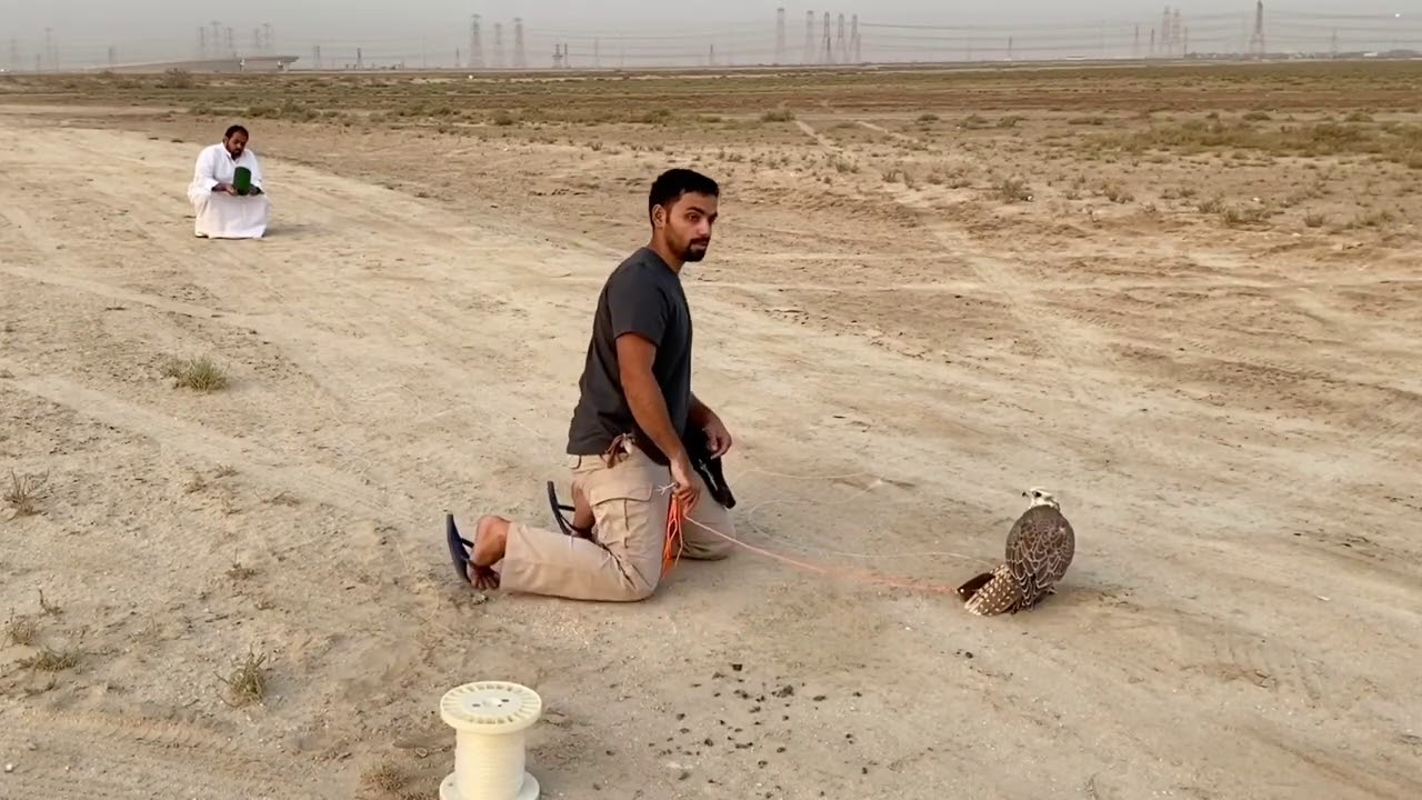 تربيب قرموشه حر تفريخ (مثلوث حر)  - الجزء السادس - ٢٠٢٠-٢٠٢١