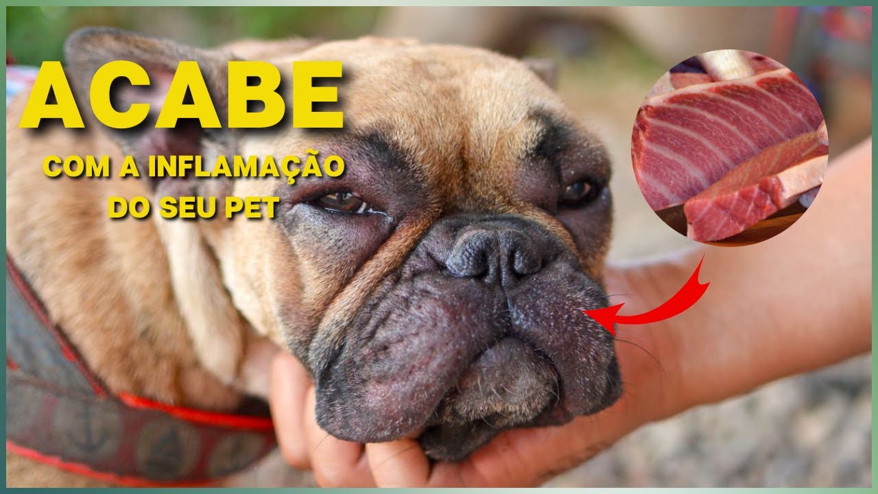 SEM REMÉDIO! 5 ALIMENTOS ANTI INFLAMATÓRIOS que Acabam com a Inflamação do seu cachorro e Gato.