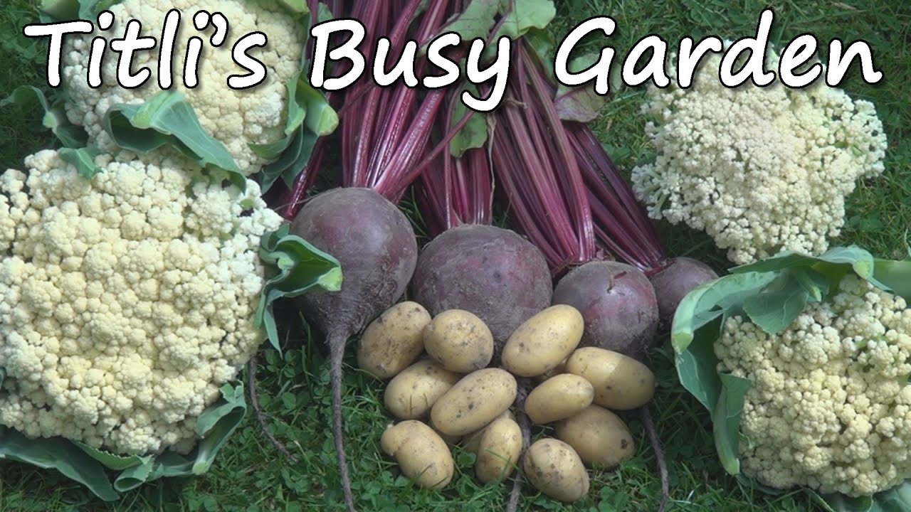 Harvesting Beetroot, Cauliflower & Potatoes - Titli's Busy Garden 2014 Week 28