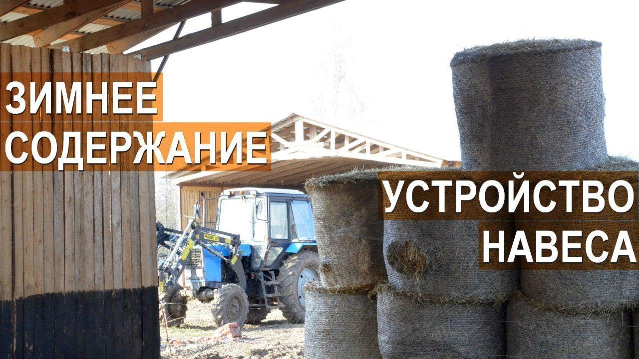 Зимнее содержание мясного скота. Навесы для КРС на зимнем выгуле. Семейная ферма КФХ Герефорд