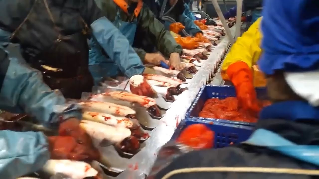 Horrible Job at a Fish Factory in Poland