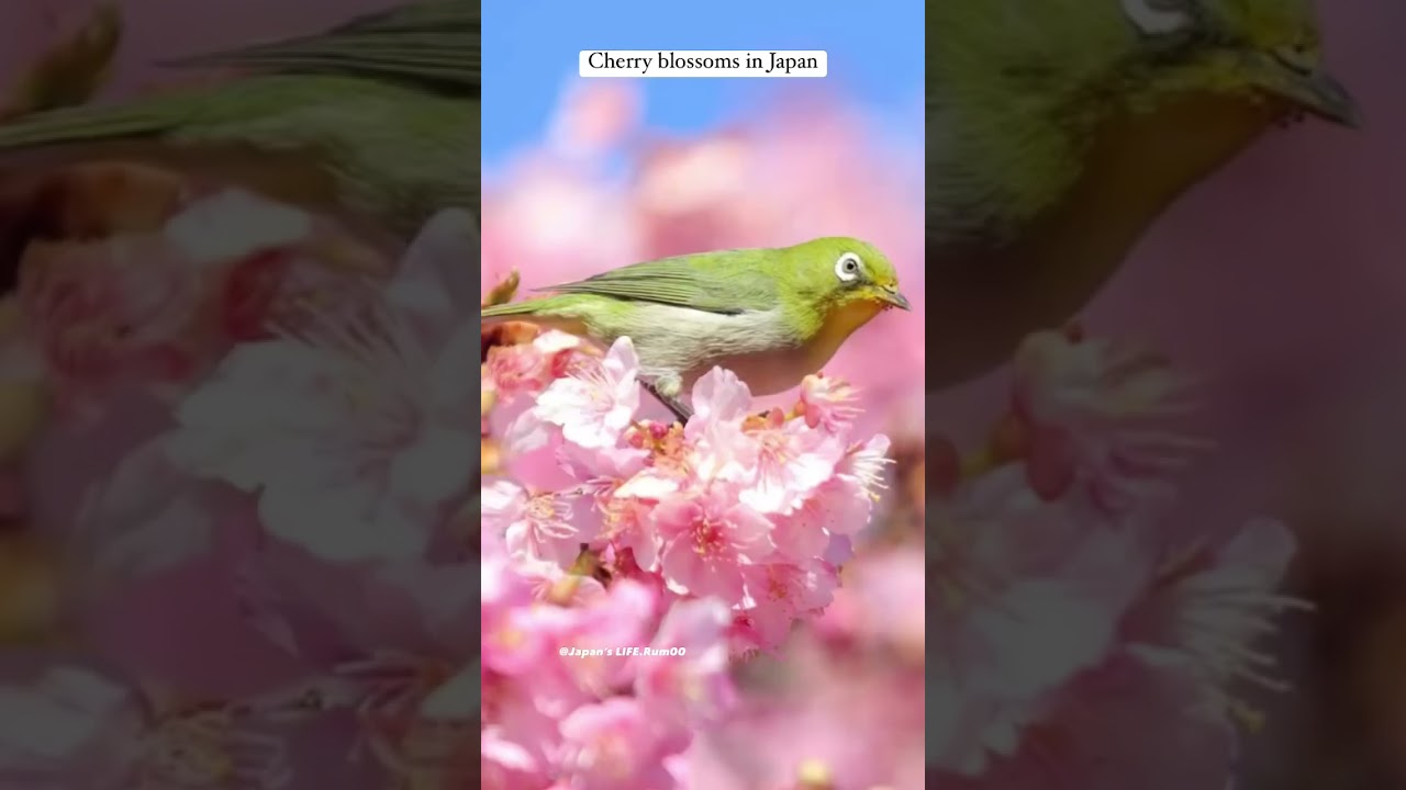 Spring #shorts #flowers #animals #birds #nature #cherryblossom #日本 #video #japan #asia #short