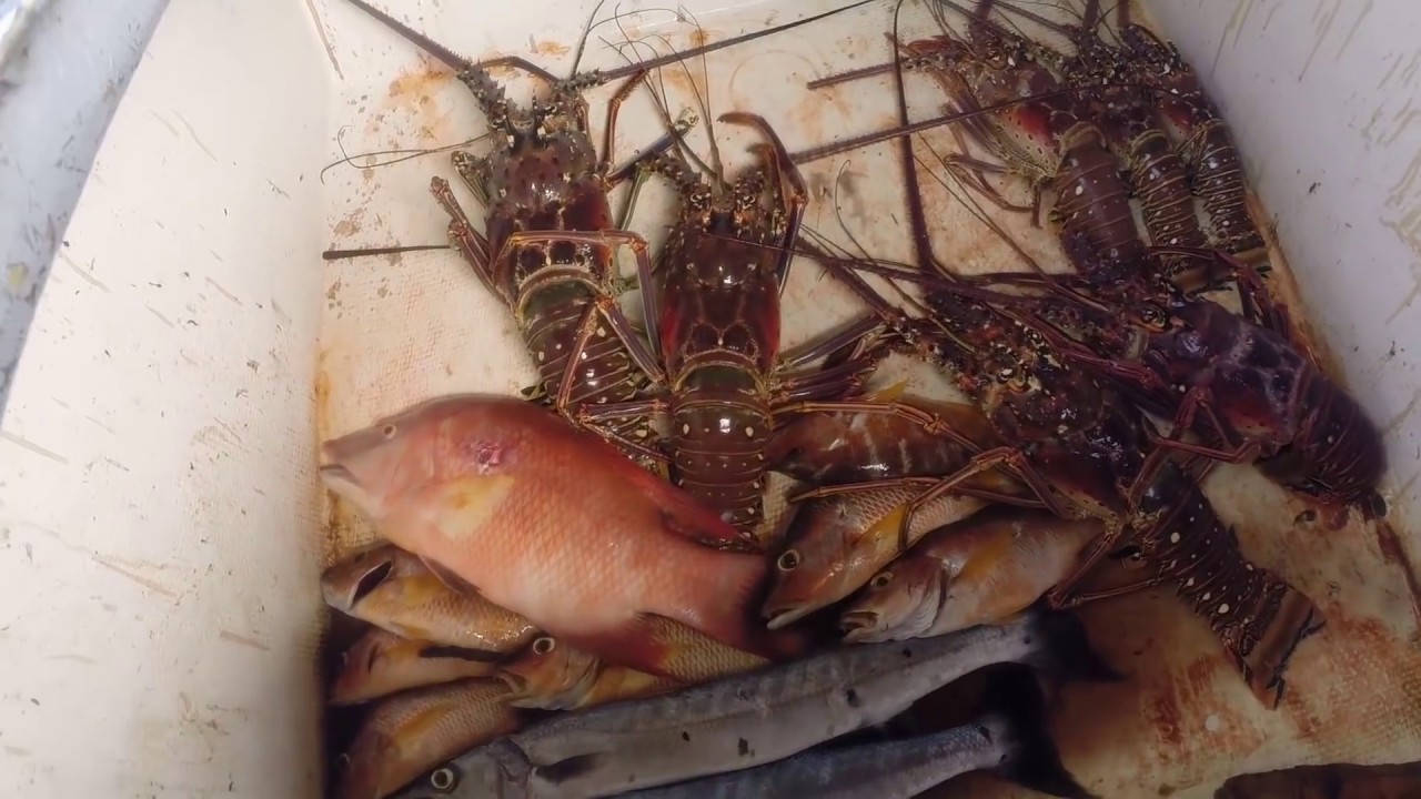 Catching Fresh Lobster In Providencia - UNTIE THE LINES II #21