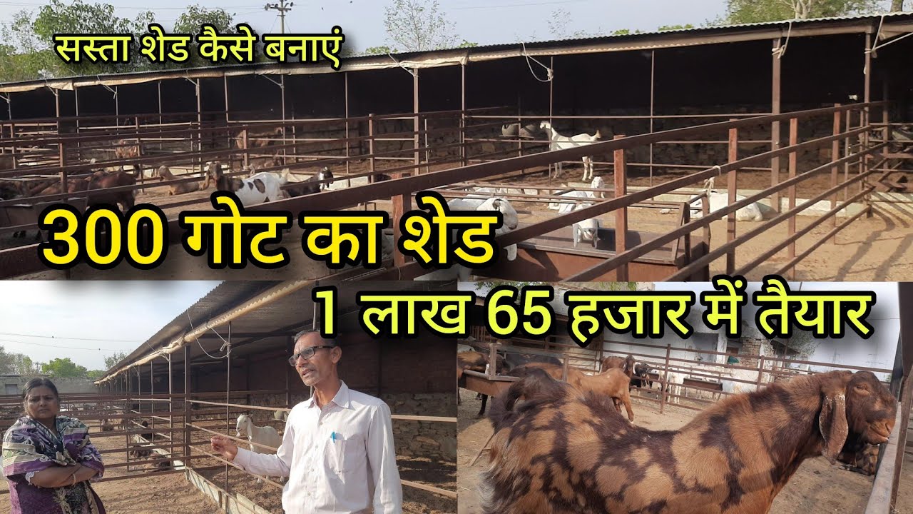 सुकांत चावला के गोट फार्मिंग टिप्स बकरियों का सस्ता शेड | goats shed | sukant chawla | pkraj vlogs