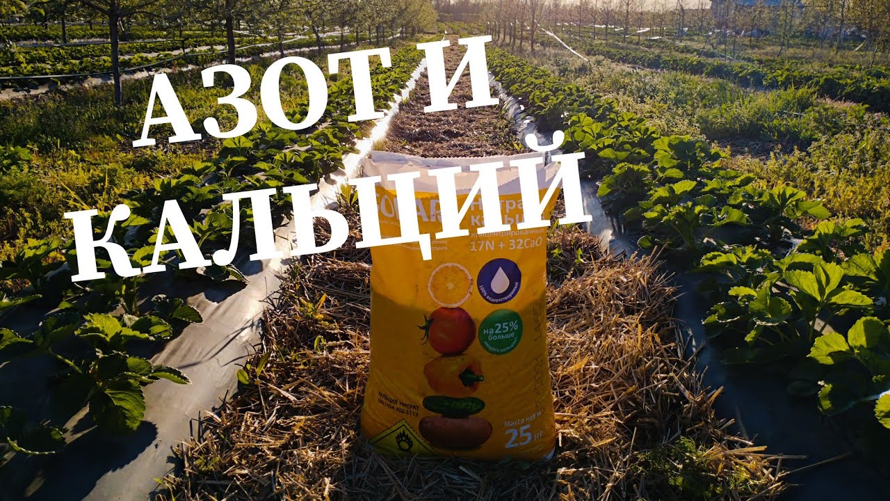 КЛУБНИКА разгоняем кусты 🍓
