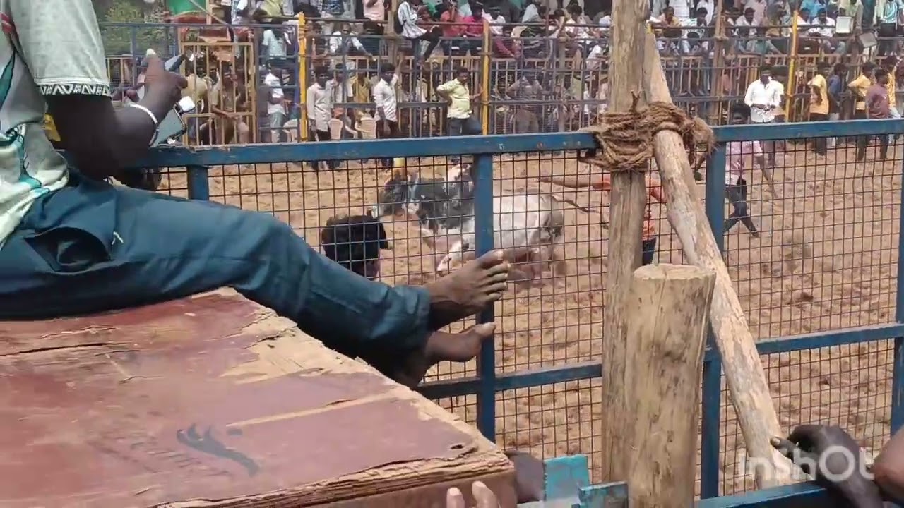 காஜாமலை ஜல்லிக்கட்டு LIVE k.n nehru in jallikattu