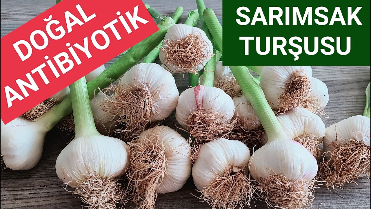 TURŞUYU BÖYLE YAPIN  ( En Lezzetli | Taze Sarımsak Turşusu ) Turşu tarifi /Ülper İle Her Şey