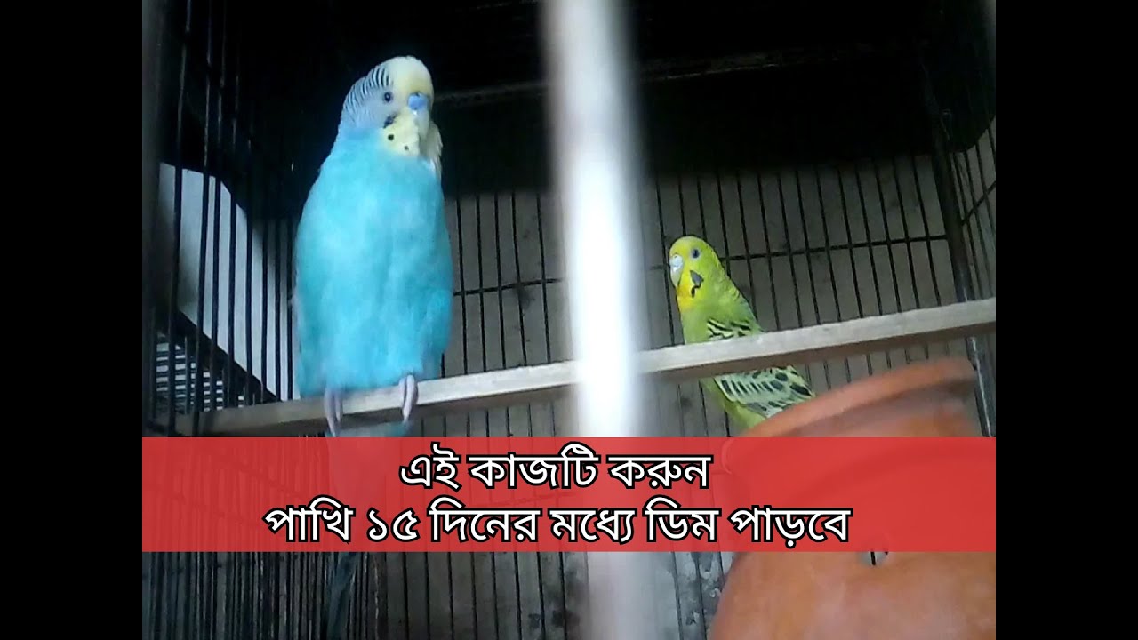 বাজরিগার পাখির ডিম না পাড়ার কারণ ও করণীয় , বাজরিগার পাখি পালন