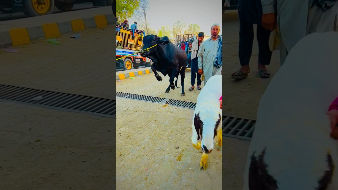 Cow run away lahore cow mandi 2024 lahore shahpur kanjra 2024 bakra mandi 2024