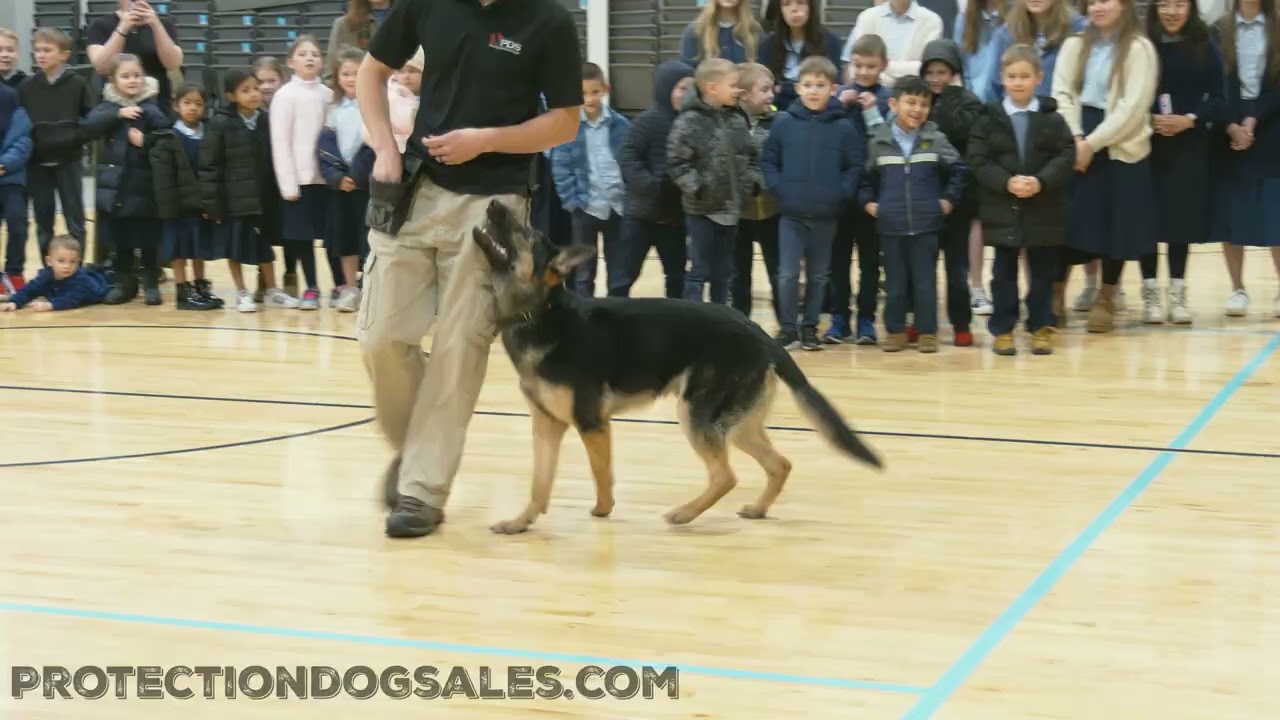 Nine Month GSD Goes To School! 