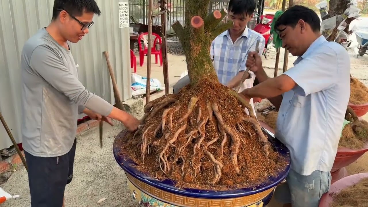 Phá bầu trồng 5 phôi tứ qúy cây nào đế củn đẹp hết 3/3/2025