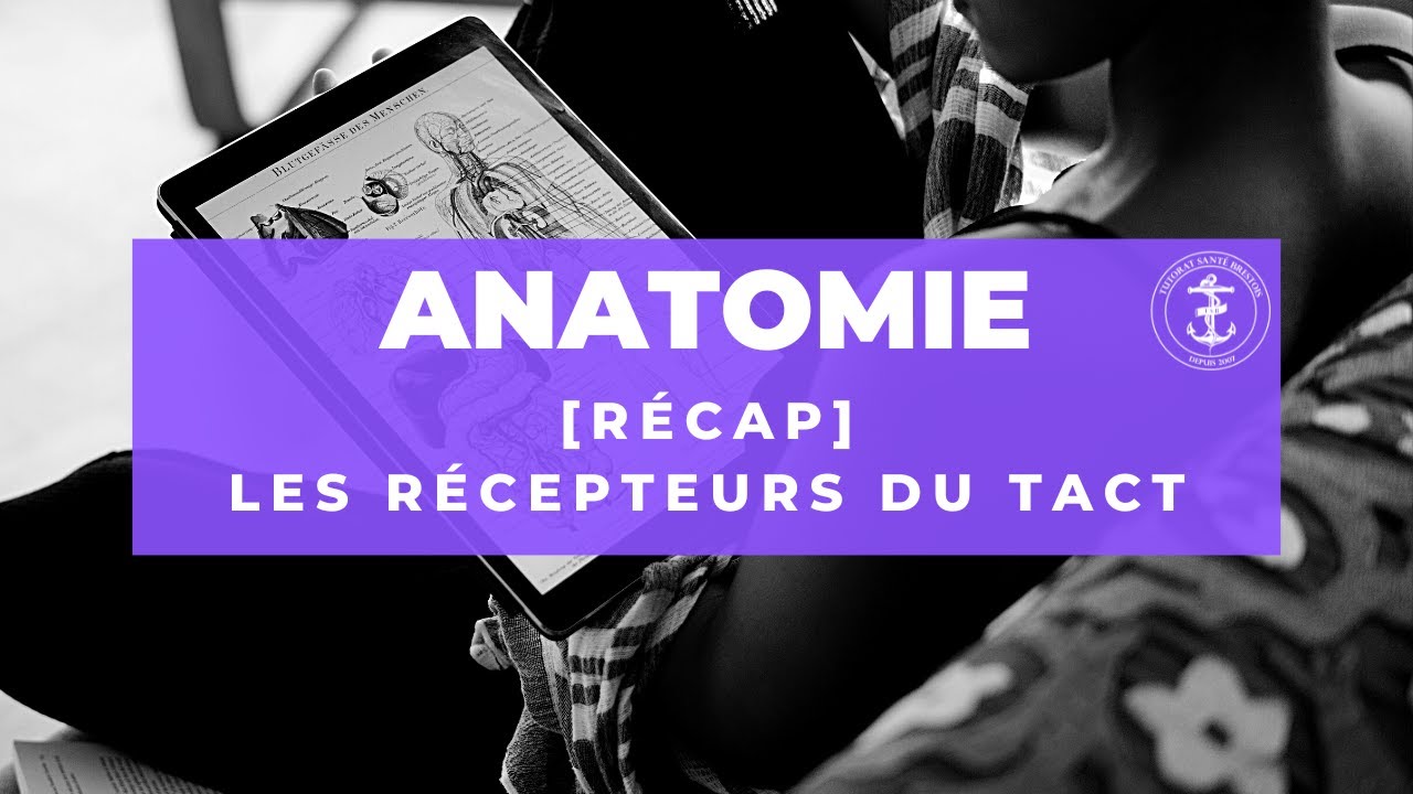 [R&eacute;cap] Anatomie - Les r&eacute;cepteurs du tact
