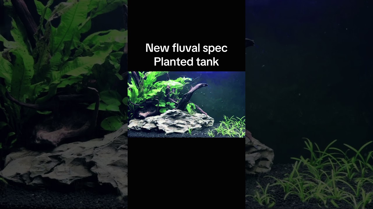 Fluval spec 