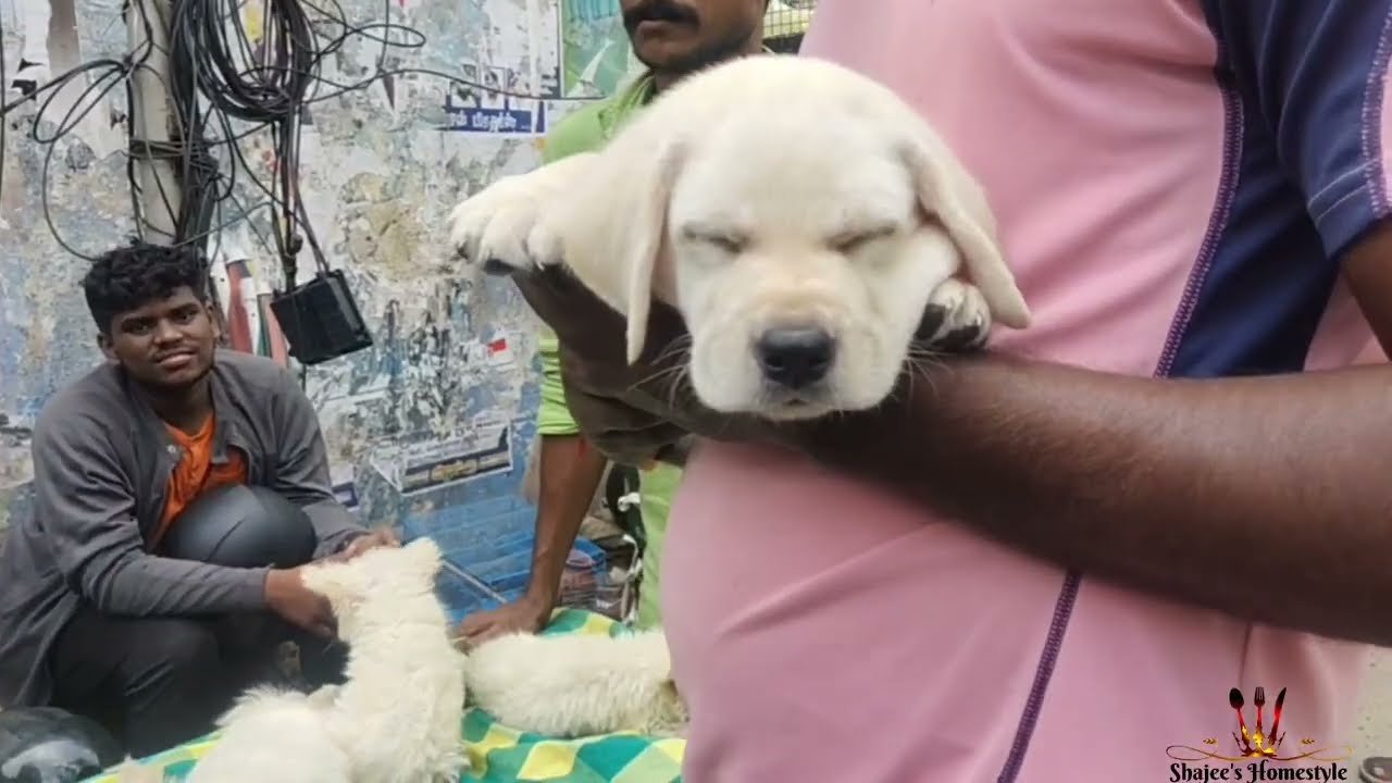 Chennai's Famous Broadway Pet Market | Kozhi Market | Sunday Market | Mannadi | Marina Beach | Pet