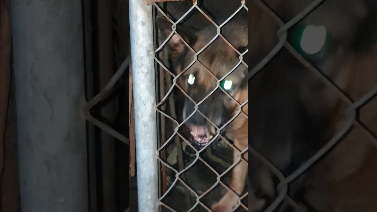 Tiếng ch&oacute; sủa g&acirc;u g&acirc;u g&acirc;u hung dữ coi nh&agrave; - #dogs #shortdogs