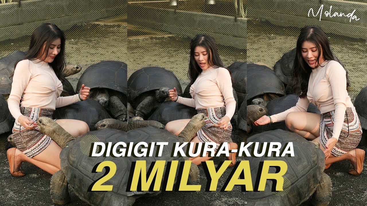 INTIP PULUHAN ALDABRA RAKSASA HARGA MILYARAN 88TORTO | YOLANDA