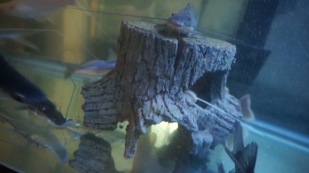 juruense catfish