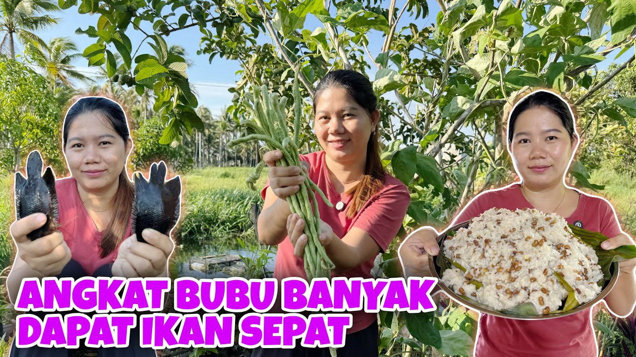 BIKIN NASI LEMAK BERAS KETAN DENGAN KACANG MERAH, DAN PANEN KACANG PANJANG